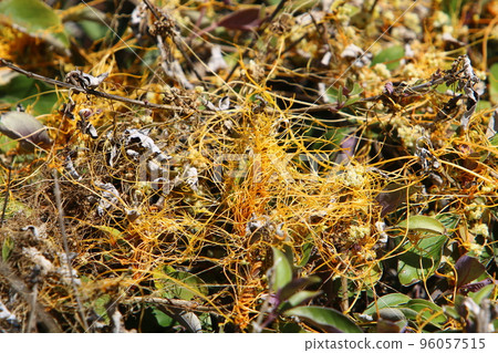 Parasitic plant dodder on trees in a city park. Parasitic plant dodder on trees in a city park. 96057515