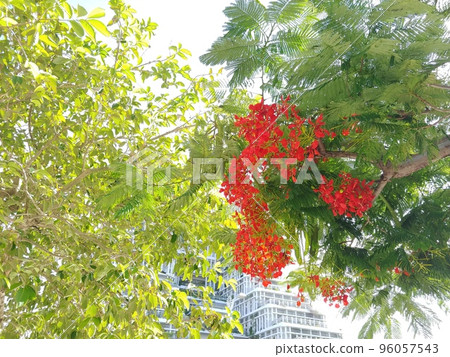 Houougi 17 Okinawa 96057543