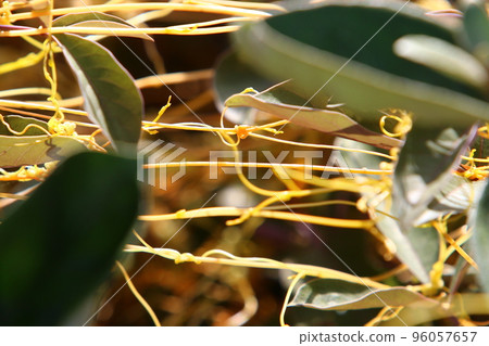 Parasitic plant dodder on trees in a city park. Parasitic plant dodder on trees in a city park. 96057657