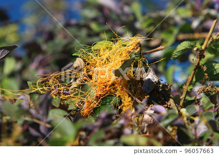 Parasitic plant dodder on trees in a city park. Parasitic plant dodder on trees in a city park. 96057663