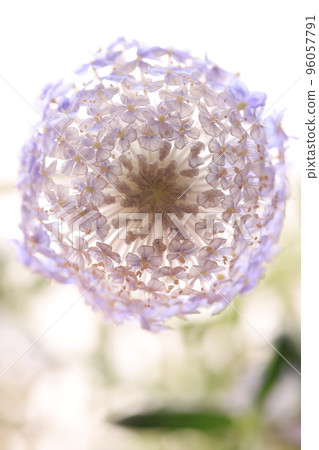 天然藍色蕾絲花 96057791