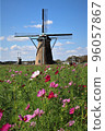 Cosmos of Sakura Furusato Park 96057867