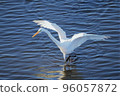 heron in the sunset 96057872