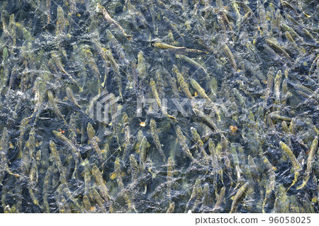 Many salmon running upstream (true bird's-eye view, pseudo-aerial photography) Many salmon running upstream (true bird's-eye view, pseudo-aerial photography) 96058025