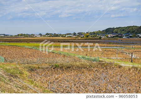 茨城縣稻敷市浮島地區蓮田田 茨城縣稻敷市浮島地區蓮田田 96058053