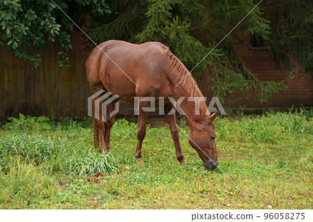 Brown horses graze in the grass near the village on a summer day. 96058275