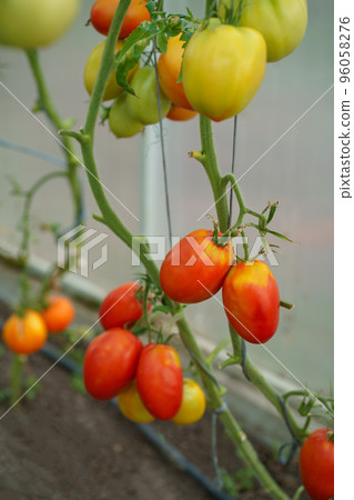 Beautiful tomato plant on a branch in a green house in the foreground, shallow field department, copy space, organic tomatoes 96058276