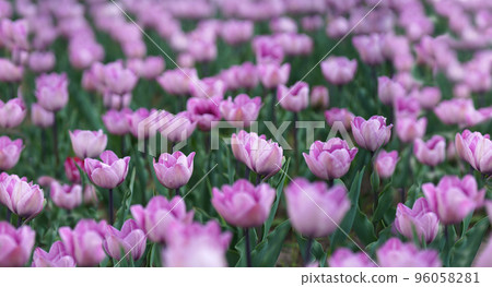 Sunrise over the farm land during Spring season with colorful Tulip fields ,beautiful bouquet of Spring Tulip flowers Sunrise over the farm land during Spring season with colorful Tulip fields ,beautiful bouquet of Spring Tulip flowers 96058281