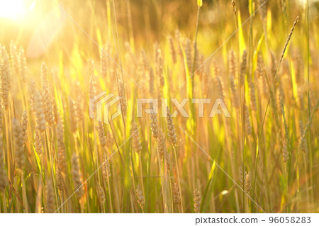 Close up of wheat ears, field of wheat in a summer day. Harvesting period Close up of wheat ears, field of wheat in a summer day. Harvesting period 96058283