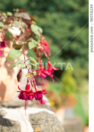 A gorgeous and beautiful fuchsia flower in a pot on balcony A gorgeous and beautiful fuchsia flower in a pot on balcony 96058284