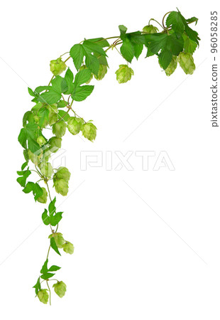 composition of hops isolated on a white background composition of hops isolated on a white background 96058285
