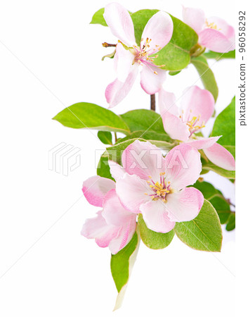 apple tree blossoms. Twig of a young apple tree with green leaves on a white background 96058292