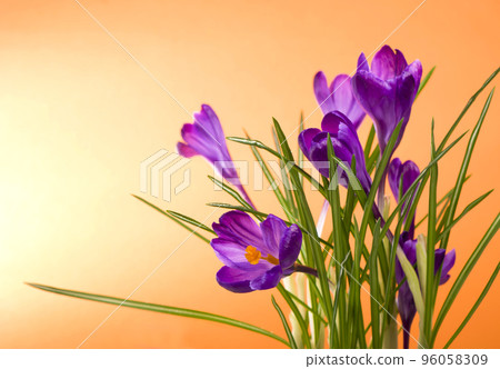 bright purple crocuses spring flowers on orange background bright purple crocuses spring flowers on orange background 96058309