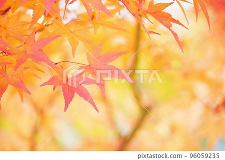 Momiji who gave beautiful autumn leaves 96059235