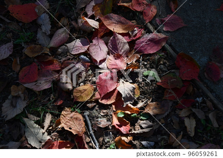 Fallen leaves floating in sunlight filtering through trees 96059261