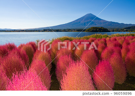 Kochia in Oishi Park 96059896
