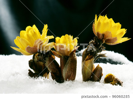 Fukuge Fukuge 96060285