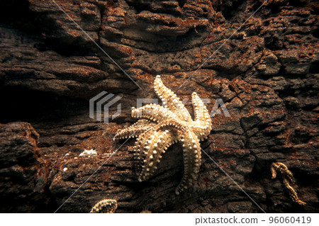 Starfish in ocean Starfish in ocean 96060419