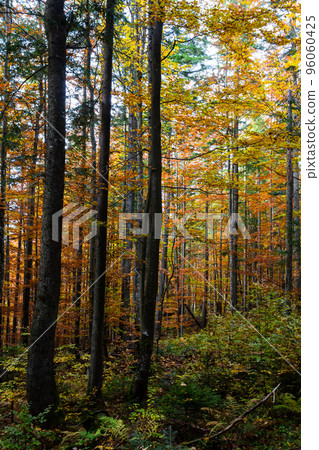 beautiful autumn beech forest. Carpathians in Ukraine. Dovbush rocks 96060425