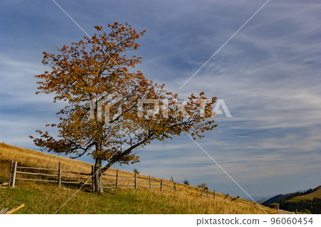 Colorful landscape with autumn trees and rural houses on the slopes and in the valley in the mountain village. Carpathian mountains, Ukraine 96060454