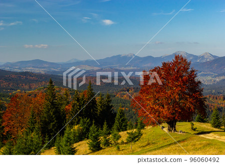 Colorful landscape with autumn trees and rural houses on the slopes and in the valley in the mountain village. Carpathian mountains, Ukraine 96060492