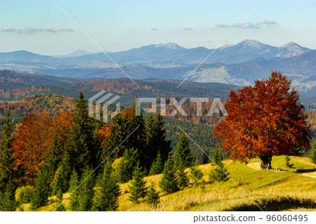 coniferous forest. mountains in the Carpathians, Ukraine 96060495