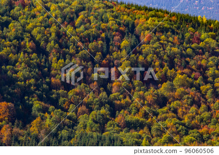 Autumn forest in Carpathian mountains, Ukraine. Autumn leaves on background. Leaves in autumn forest 96060506