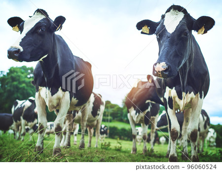 Getting their grazing on. Shot of a herd of cattle on a dairy farm. Getting their grazing on. Shot of a herd of cattle on a dairy farm. 96060524