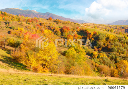 forest on a sunny afternoon in autumn season. mountainous countryside landscape of transcarpathia ukraine forest on a sunny afternoon in autumn season. mountainous countryside landscape of transcarpathia ukraine 96061379