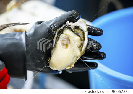 生蠔剝皮工作 96062824