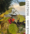 Viburnum 96062837