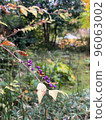 Small violet fruit 96063002