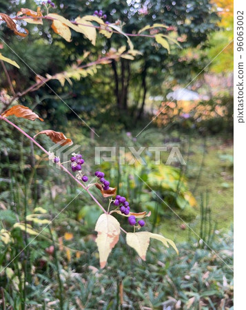 Small violet fruit Small violet fruit 96063002