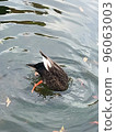 duck diving in water 96063003
