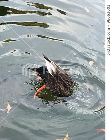 鴨子在水中潛水 96063003