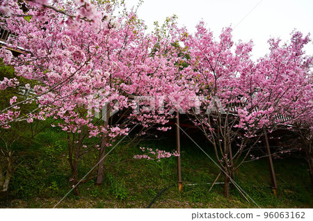 台灣 Lala Mountain On-Ai 農場的粉紅櫻花 台灣 Lala Mountain On-Ai 農場的粉紅櫻花 96063162