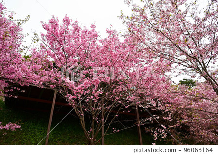 Pink Cherry Blossoms at Lala Mountain On-Ai Farm, Taiwan 96063164