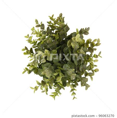 Green plant Green plant 96063270