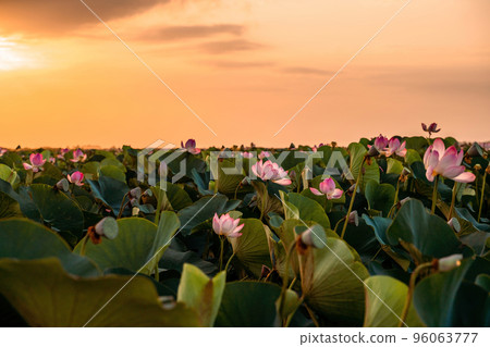 Sunrise in the field of lotuses, Pink lotus Nelumbo nucifera sways in the wind. Against the background of their green leaves. Lotus field on the lake in natural environment. Sunrise in the field of lotuses, Pink lotus Nelumbo nucifera sways in the wind. Against the background of their green leaves. Lotus field on the lake in natural environment. 96063777