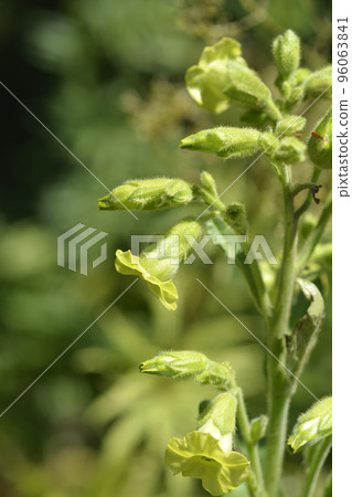 Aztec tobacco 96063841