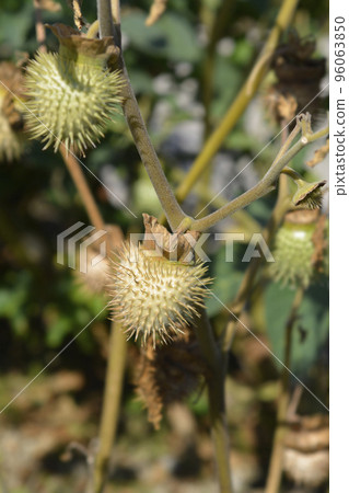 Thorn apple Inka Thorn apple Inka 96063850
