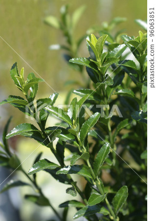 Japanes spindle Green Spire Japanes spindle Green Spire 96063851