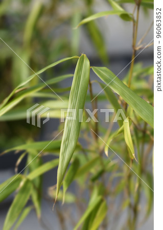 Fountain bamboo Fountain bamboo 96063852
