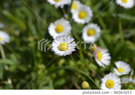 Common daisy 96063853