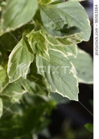 Basil Pesto Perpetuo 96063864