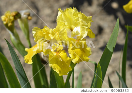 Standard Dwarf Bearded Iris Rabbits Foot Standard Dwarf Bearded Iris Rabbits Foot 96063883