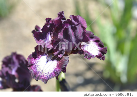 Intermediate Bearded Iris Spectator Intermediate Bearded Iris Spectator 96063913