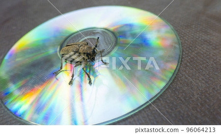 Macro shot of Longhorn beetle - Cerambycidae - sitting on a CD 96064213