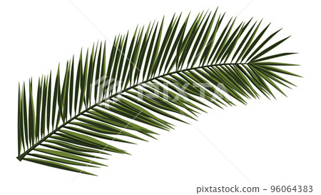 Green realistic palm branch isolated on white. Palm leaves for collage. Vector illustration. 96064383