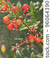 Nandina fruit turning red in autumn 96064390